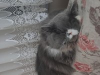 5 yaşındaki chinchilla oğluma sıcak bir yuva
