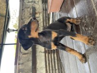 2 aylık safkan doberman