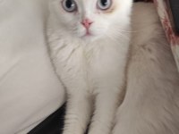 Acil sahiplendirilecek scottish fold canımız