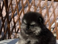 Orjinal tam ayı surat garantili pomeranian yavrularım
