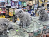Dünya tatlısı çok çok özel scottish fold bebekler