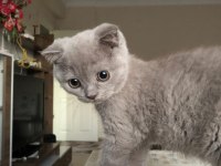 2 AYLIK TATLI VE UYSAL SCOTTİSH FOLD YAVRU KEDİ
