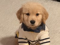 Golden retriever yavrular küt burun