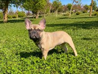 Aşılı Exotic Renkleri Taşıyıcı Erkek French Bulldog Yavrumuz