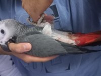 Tatlı Bebek Jako Papağanı 4 Aylık
