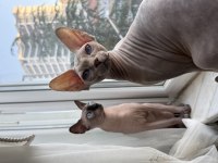 Yavru sphynx