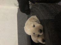 Golden retriever melezi yavrular
