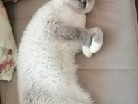Sahiplendirme british shorthair