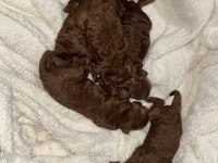 Toy poodle köpekler