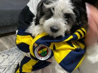 3 aylık erkek morkie terrier