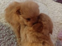 POMAPOO BEBEKLER