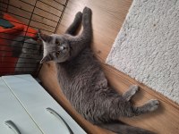 50 günlük scottish fold yavrular