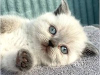 kedi blue point scottish fold scottish straight