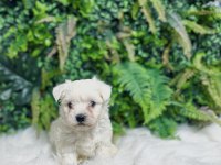 0 numara maltese terrier disi ve erkek yavrularımız