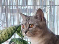 British shorthair silver erkek cins sahiplendirme