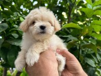 A Kalite Maltipoo Yavrusu 0 Beden