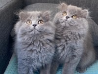 British longhair yavrularım