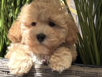 TOMBİK MALTİPOO BEBEKLERİMİZ
