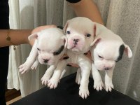 3 erkek french bulldog