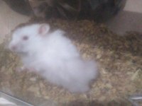 Kar beyaz hamster