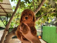 A kalite toy poodle yavrularımız