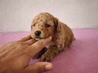 Uygun Maltipoo Bebeklerimiz