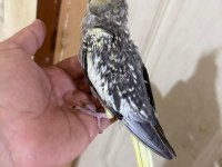 50 GÜNLÜK HARİKA SULTAN PAPAĞANI BEBEK