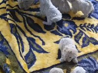 Efsane yavru köpekler