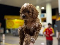 Anne Baba Şecereli Safkan Toy Poodle