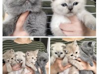 British shorthair ve scottish fold yavrular