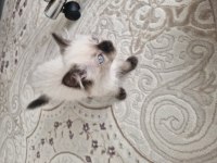 RAGDOLL DİŞİ YAVRUMUZ YENİ YUVASINI ARIYOR