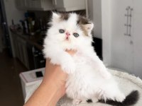 Tombiş exotic shorthair bebekler şecereli