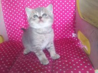 Teslime hazır british shorthair yavrularım