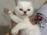 2 Aylık Scottish Fold Yavrular