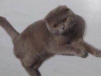 Safkan Scottish Fold Orjinal
