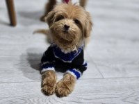 Sıfır numara maltipoo yavru