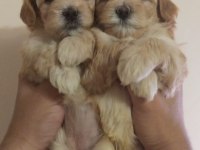 Son 2 maltipoo ev ortamı orjinal