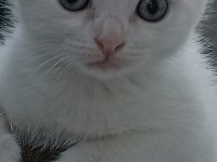 Scottish Fold Yavrular