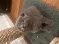 Scottish Fold Yavrular İçin Yuva