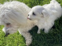 Maltese terrier yavrularız orjinal ırk garantilidir