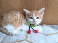 Kedimize acil yuva aranıyor