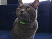 British shorthair erkek kedimiz