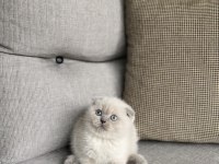 SCOTTISH FOLD BLUE POİNT YAVRULAR
