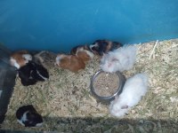 Yavru Guinea Pig