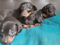 Safkan dachshund yavrular A kalite