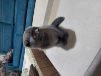 Enerjik kedi scottish fold
