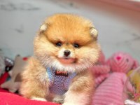 Teddy turuncu ayı surat pomeranian