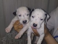 Dalmaçyalı yavru köpekler