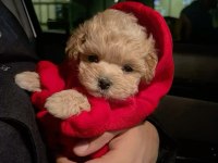 Kore Maltipoo