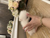 Tea cup cep boy pomeranian beyaz erkek